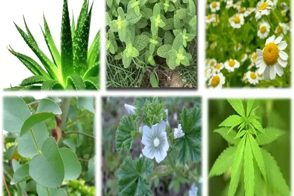Las 15 mejores plantas medicinales en México