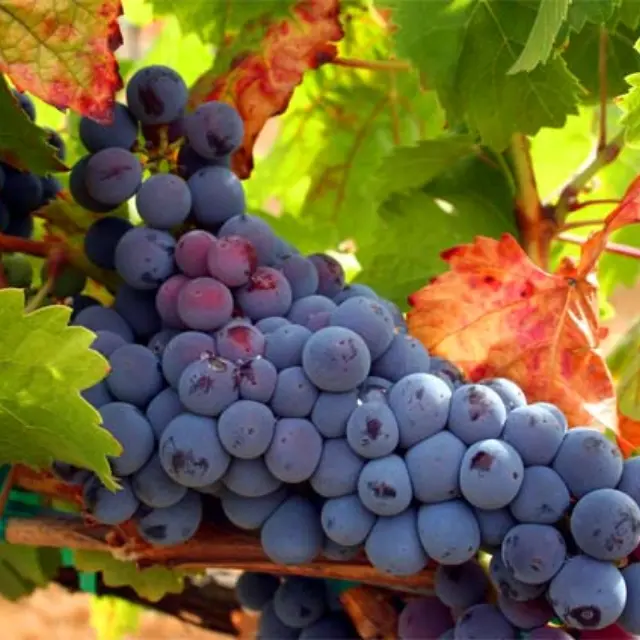 Festival Os Grandes Vinhos do Douro na La Europea