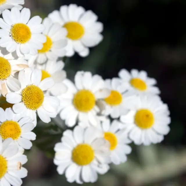 How to prepare chamomile shampoo at home?