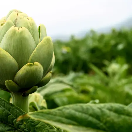 5 foods that do reduce cellulite