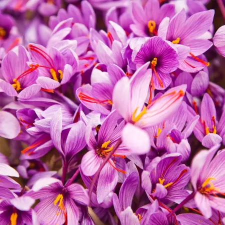 Why is saffron so expensive?