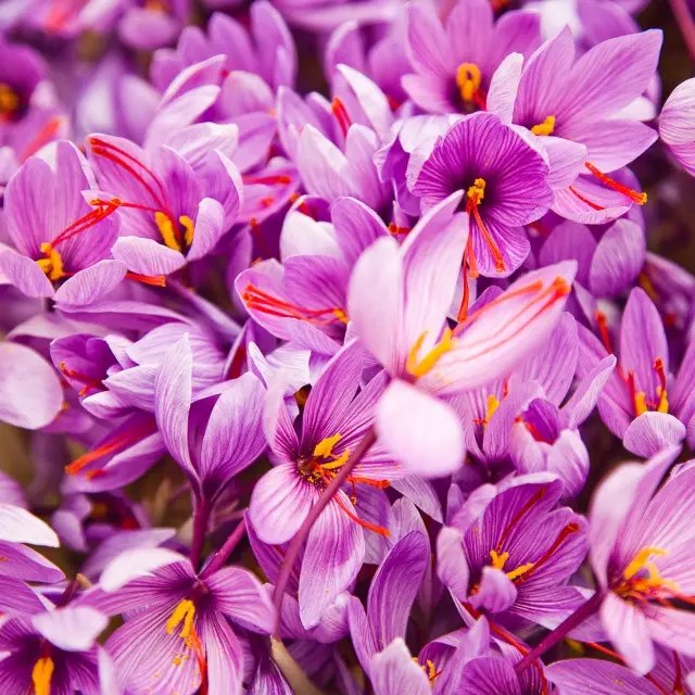 Why is saffron so expensive?