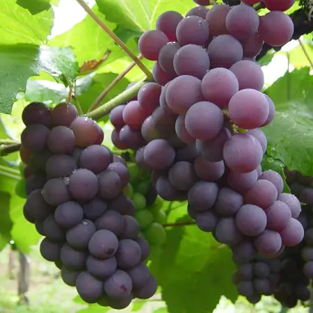 5 fruits you should avoid to prevent weight gain