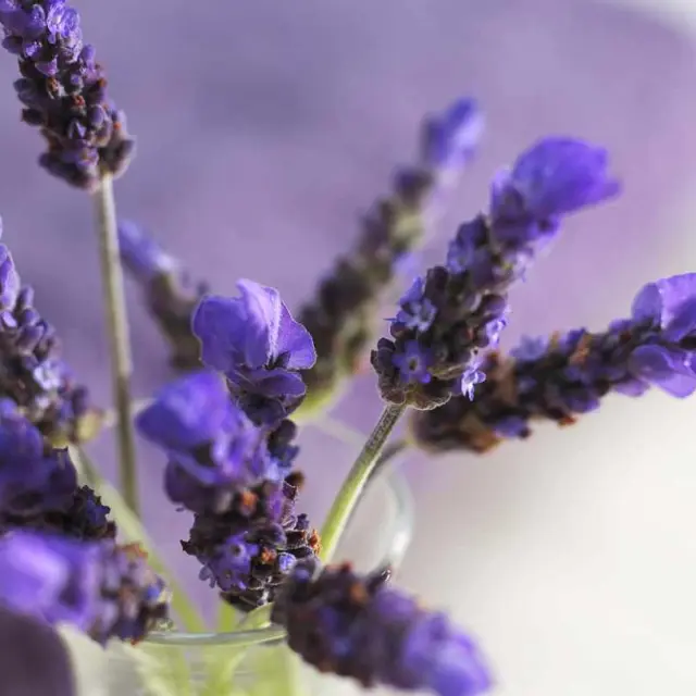The Benefits of Lavender