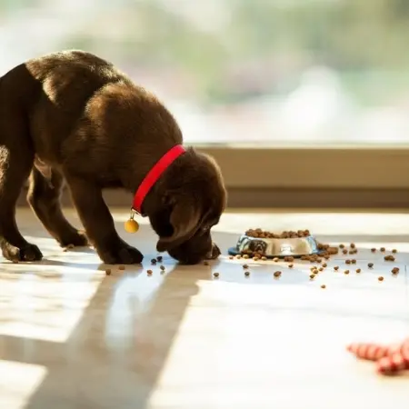 Did you know that these 7 ingredients are dangerous for your pets?