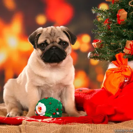 Você ama seu cachorro? prepare o jantar de natal dele