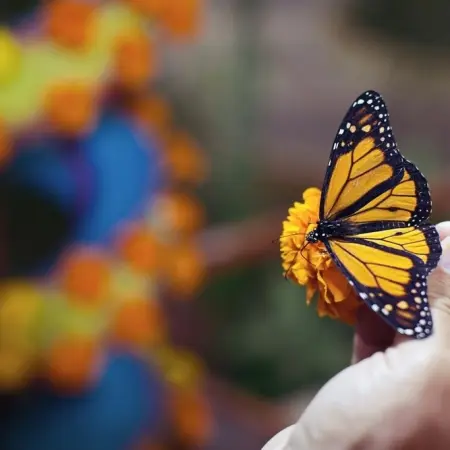 You won’t believe this tribute to MEXICAN CULTURE in CHOCOLATE