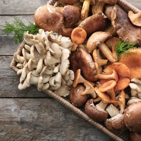 10 Coisas que você não sabia sobre os cogumelos