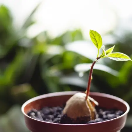 How to Plant an Avocado