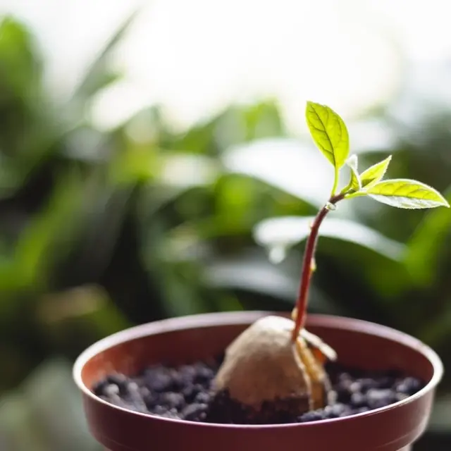 How to Plant an Avocado