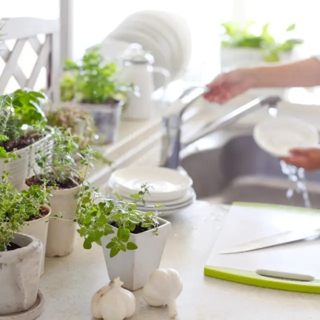 Perfect Plants to Have in the Kitchen