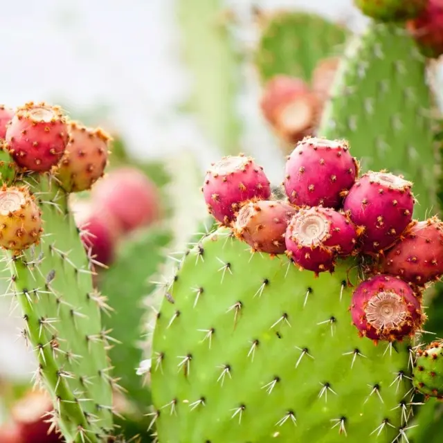 Natural ingredients that are replacing plastic