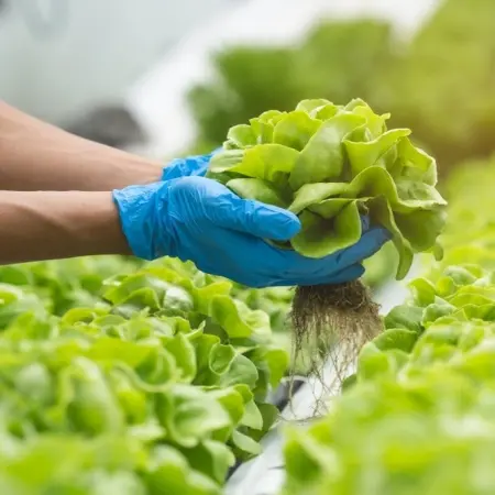 Why are hydroponic lettuces safer?