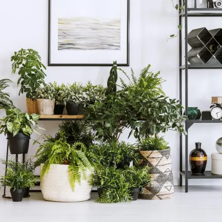 5 plantas para purificar o ar do seu quarto