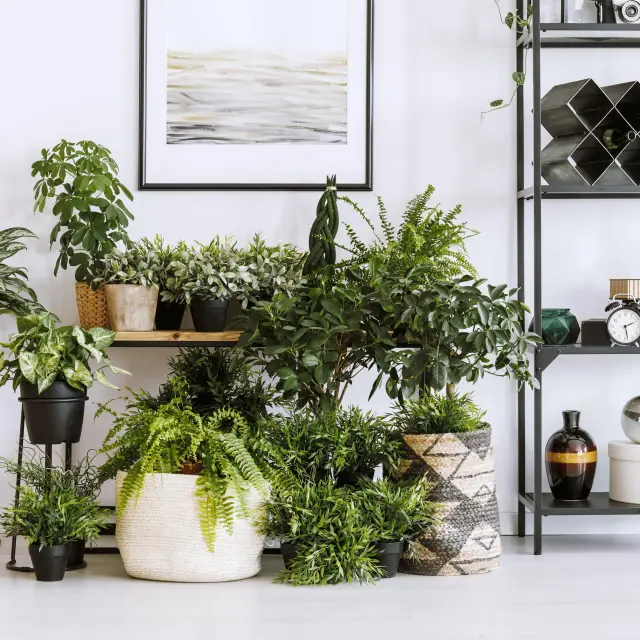 5 plantas para purificar o ar do seu quarto
