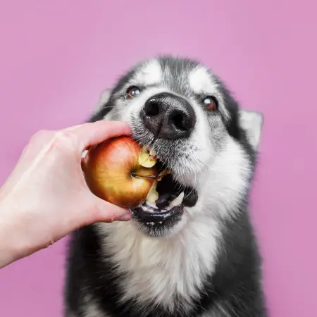 Safe and beneficial foods that you can give to your dog