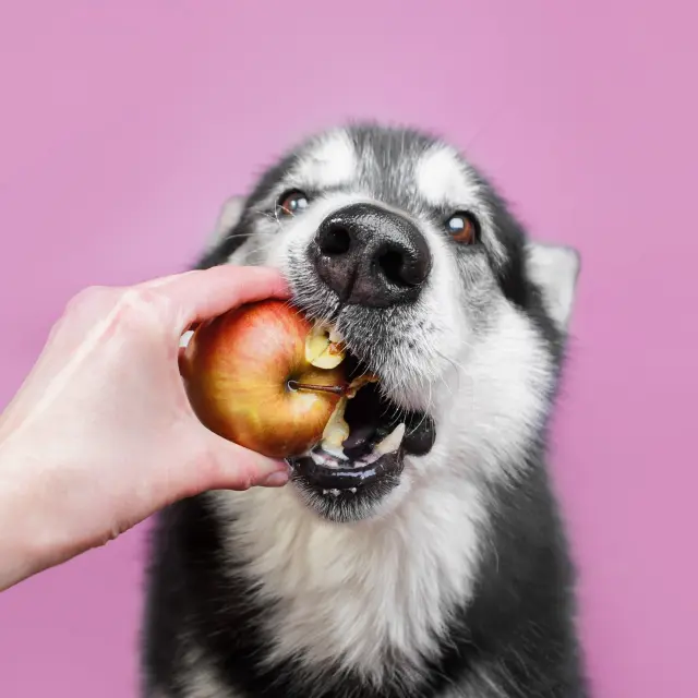 Safe and beneficial foods that you can give to your dog