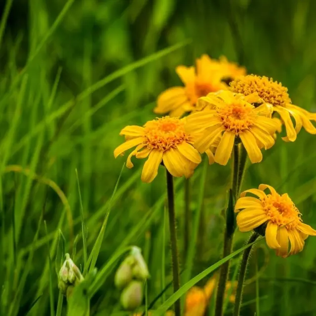 How to Take Arnica Tea for Inflammation?