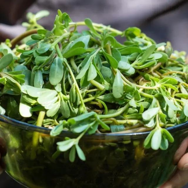 What are the benefits of eating purslane?