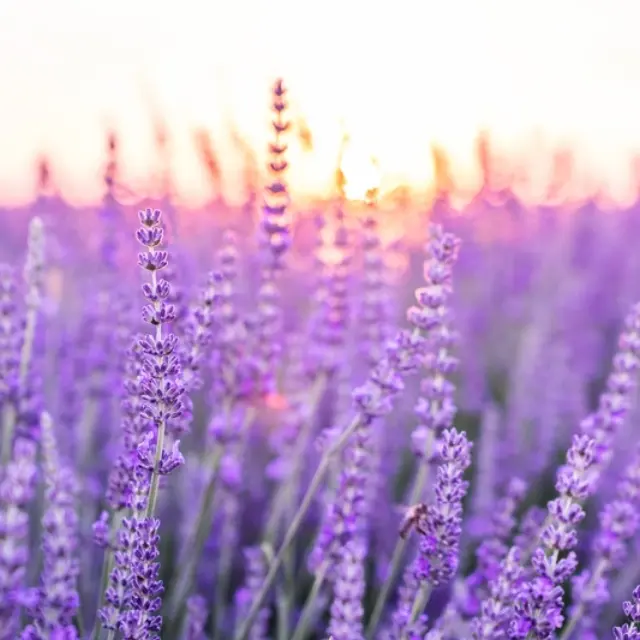 How to use lavender to clean your home?