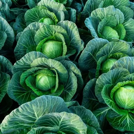 The multiple benefits of eating cabbage