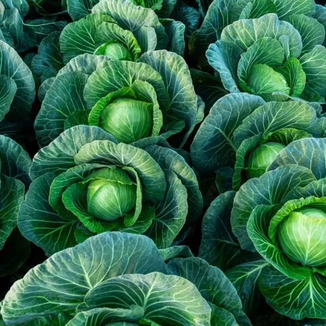 The multiple benefits of eating cabbage
