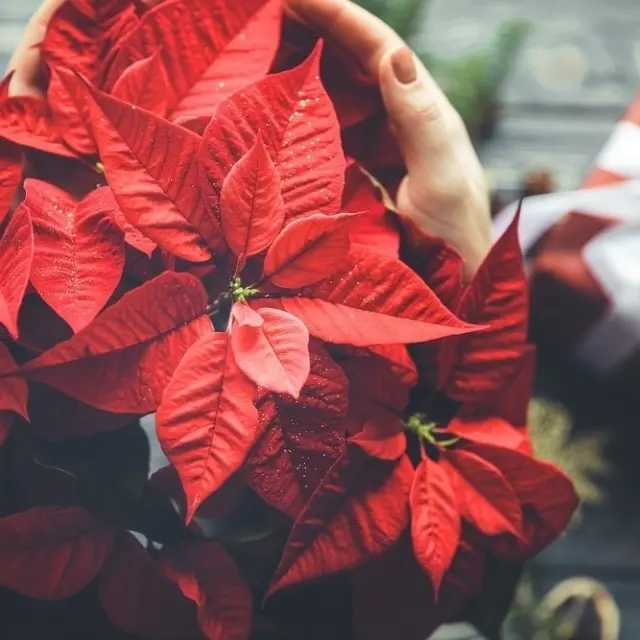 The medicinal properties of the Poinsettia flower