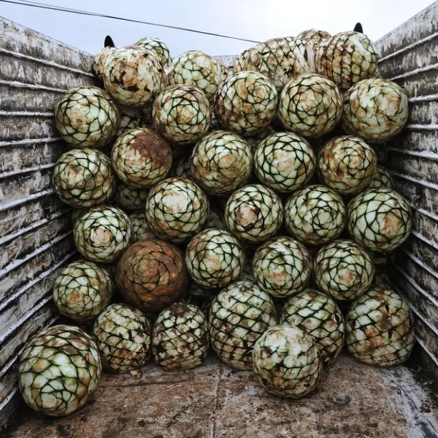 Types of Mezcal Agave