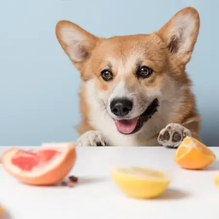 12 fruits and vegetables that you can give to your dog