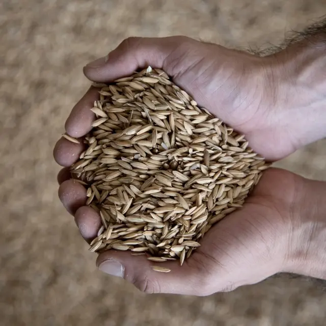 The recognition that Mexican rice was missing