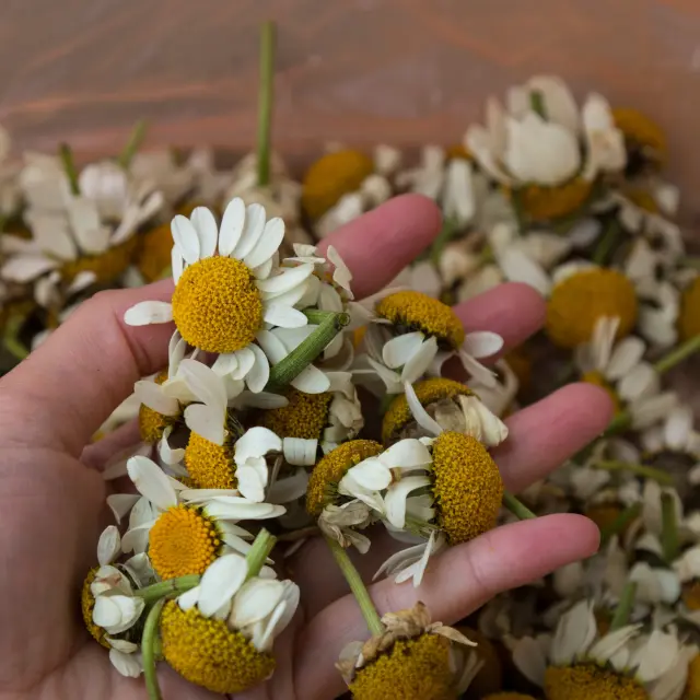 How to Use Chamomile Tea on Hair
