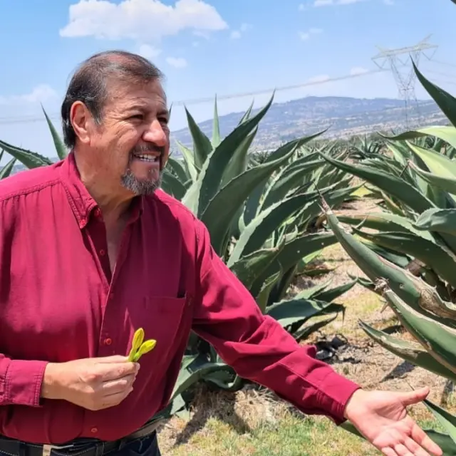 From Tlaxcala to the world: this is how pulque is made