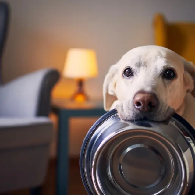 Natural food vs kibble, which is better for your dog?