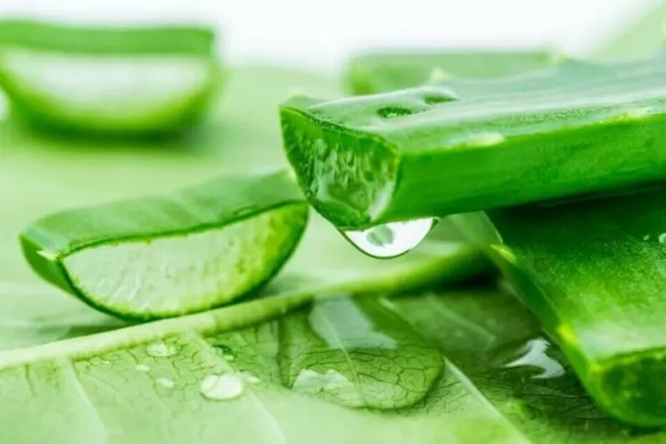 Tip Top Ways To Include Aloe Vera In Your Beauty Routine