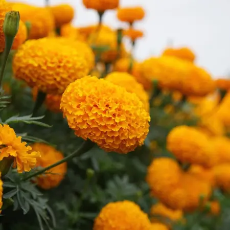 How to differentiate the Mexican cempasúchil flower from the Chinese one?