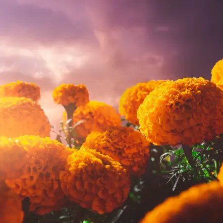 The legend of the cempasúchil flower
