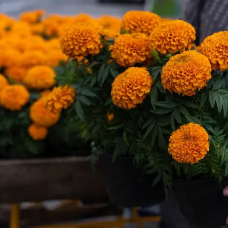 What to do with cempasúchil flowers after Día de Muertos?
