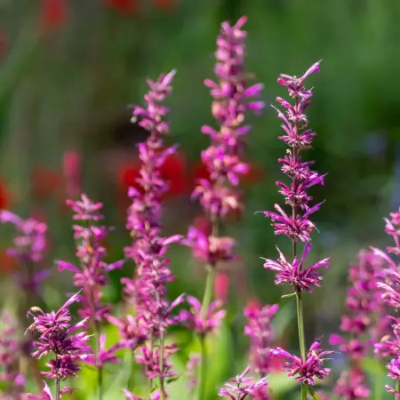 Lemon balm, the Mexican herb that helps the brain regenerate