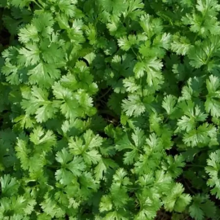 Why is cilantro so expensive?