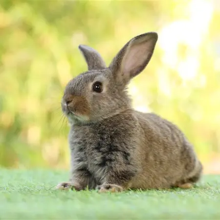 Jump into the Regional Rabbit Fair in CDMX!