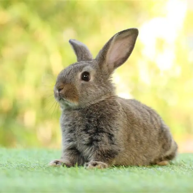 Jump into the Regional Rabbit Fair in CDMX!