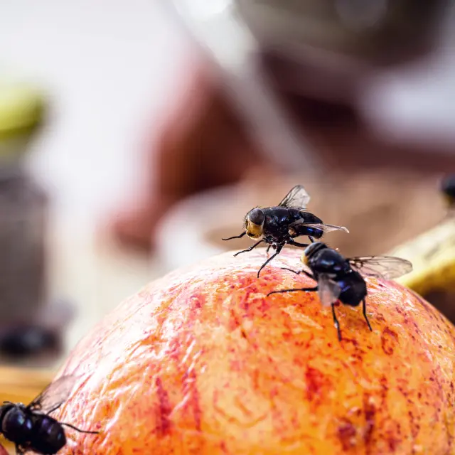 Como eliminar moscas da cozinha  
