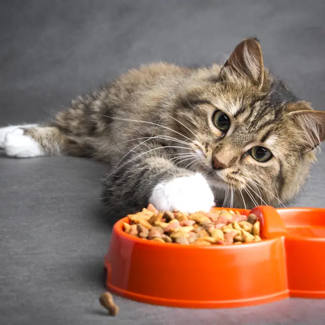10 alimentos que seu gato pode comer