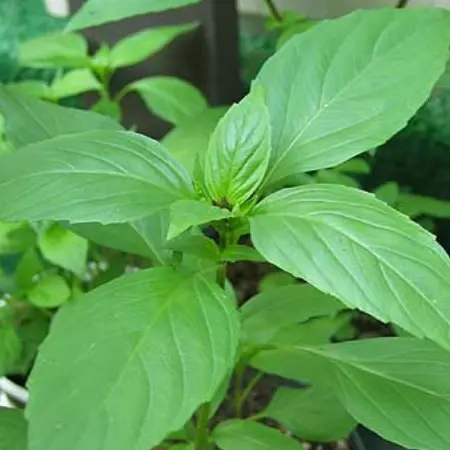 How to Store Basil?