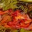 Peixe em Tikinxic