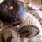 White and Dark Chocolate Bread