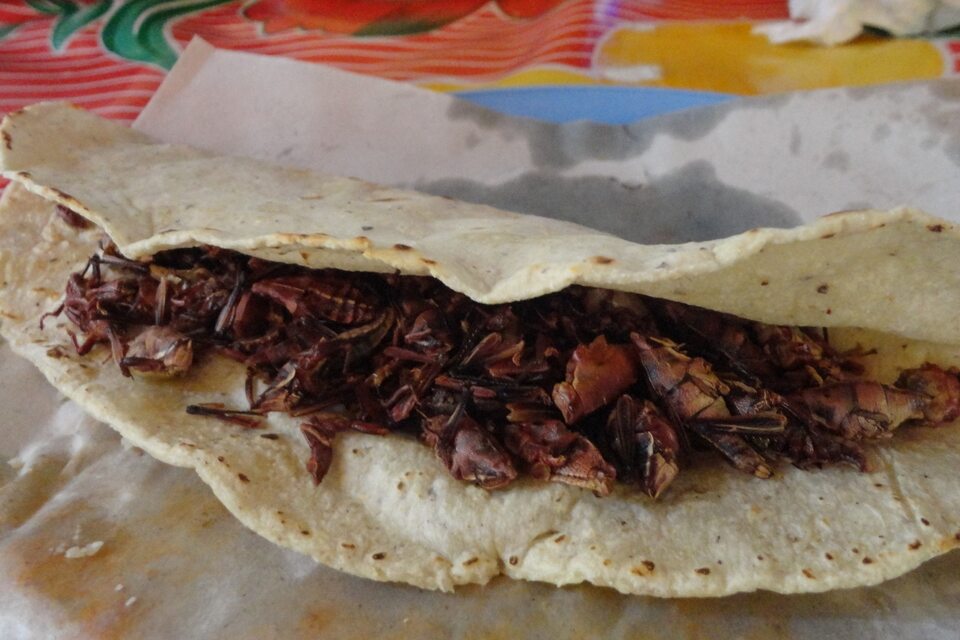 Quesadilla con Chapulines