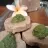 Tuna Roll with Parsley Dressing