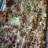 Meat-Bacon-Ham Quiche