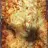 Lasagna a La Marimar